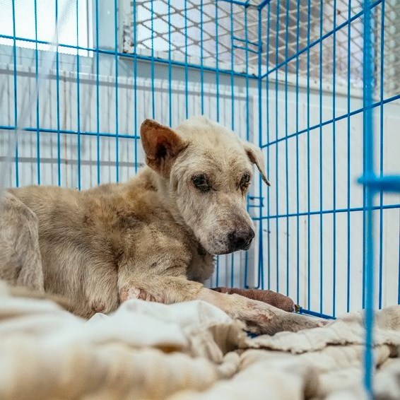 Henry, affaibli, couché sur une couverture dans sa cage à la clinique