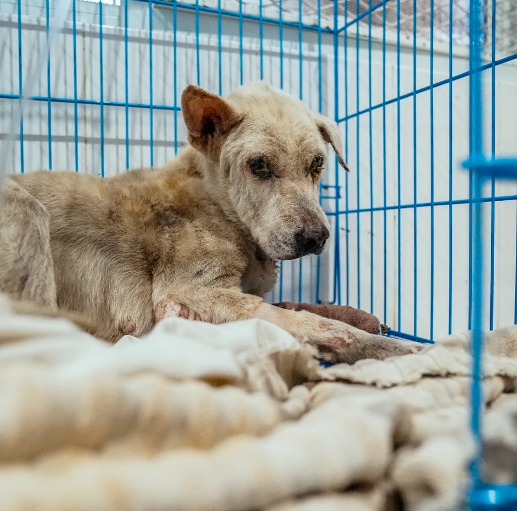Henry, weak, lying on a blanket in his kennel at the clinic