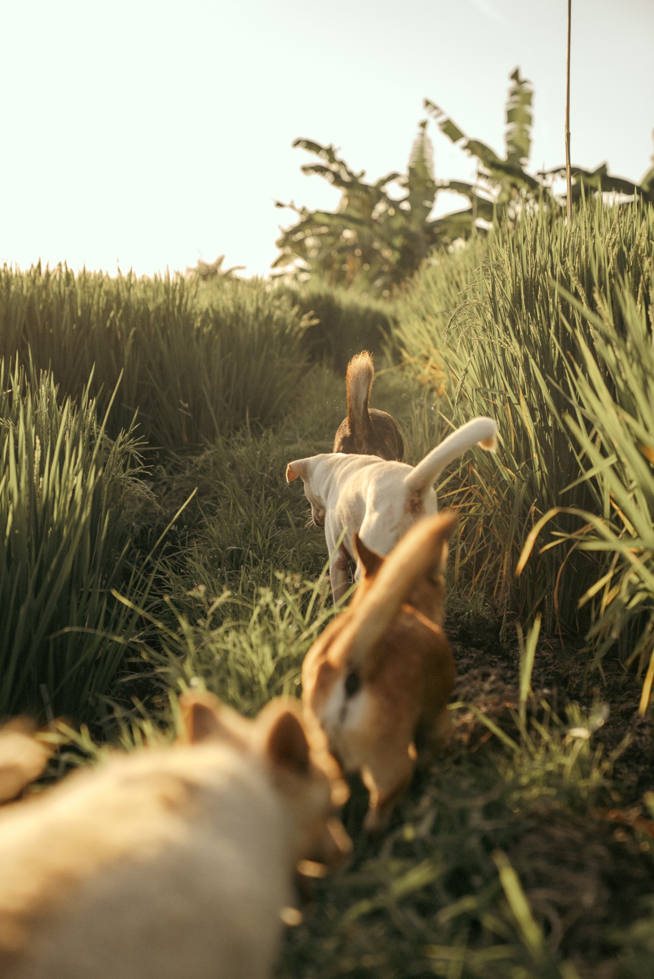 Rescue dogs walking in a line through the rice fields