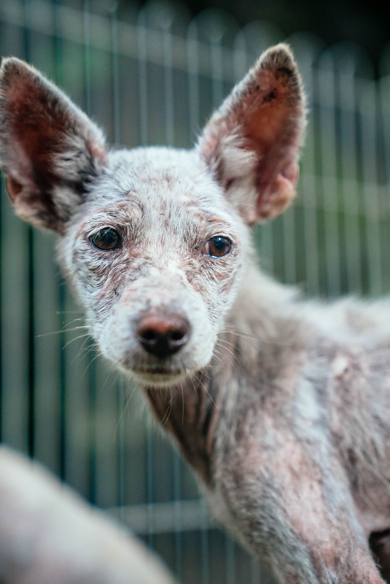 A rescued dog with mange looking into the camera